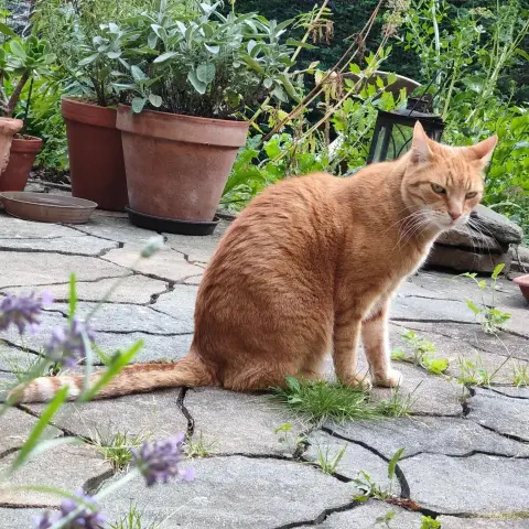 Simba on Hedgewatch in his garden