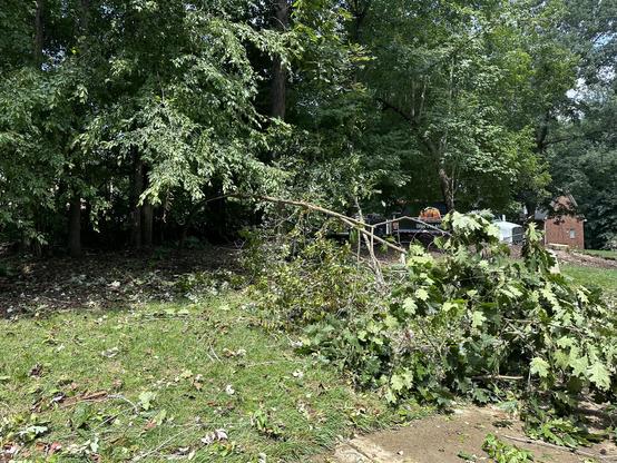 A smaller tree that got bent and broken as it was hit by the bigger one leans into my yard