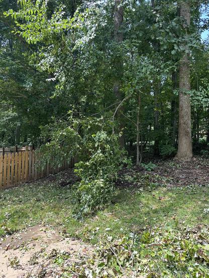 Another small tree snapped in into when it was hit by the bigger tree near my fence