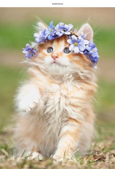 A close-up of a happy fawn cat with whiskers and fluffy fur. The cat is surrounded by beautiful flowers and plants. The dominant colors in the image are light beige, purple, and green. The cat appears content and surrounded by colorful petals.