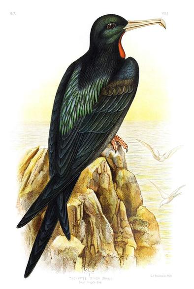 Color lithograph showing a lesser frigatebird (Fregata ariel, formerly Tachyptes minor) sitting on a rock overlooking the sea