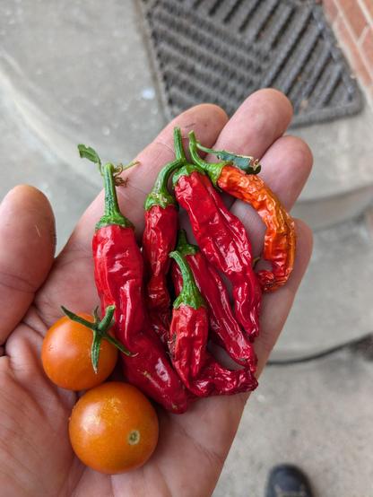 Buncha red Thai chili peppers