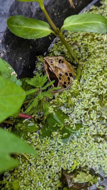 A common frog peeps out from a blanket of pond weed in my garden