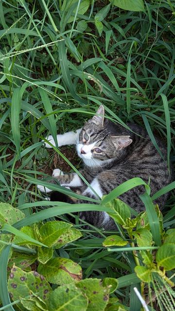 White and grey tabby cat with a clipped ear relaxing among the plants in the garden