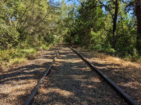 Railroad tracks going off into the distance. The roadbed is covered with leaves. The sides of the right-of-way are a forest.