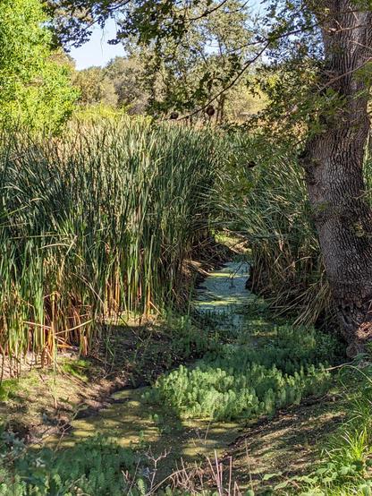 In the wet season, this is a huge pond and marsh. Now it's a small creek about ready to dry up. But the receding water has kept everything around it green.