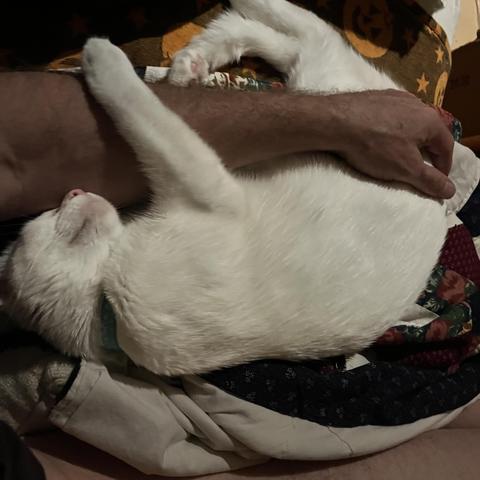 a white cat hols on to an man's arm on a couch and smiles and snuggles