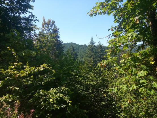 A view of a mountainside covered in green trees with many large green trees near the center and both sides of the frame on a clear blue, sunny day. 