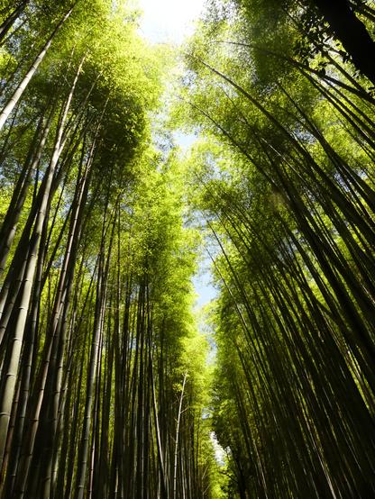 Kyoto bamboo to forest