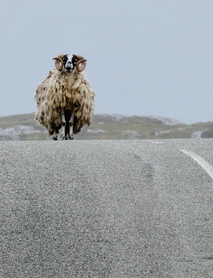 A very scruffy sheep that looks like it has missed the last two seasonal shearing stands on a tarmac road staring at the camera some rocky green landscape is visible behind 