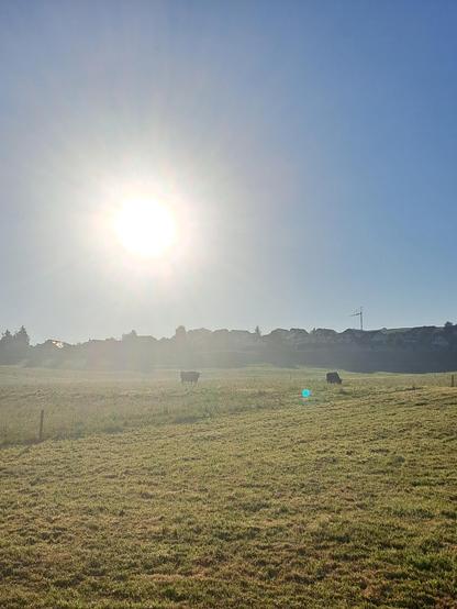 Morgensonne: Silhouetten des Dorfes und zweier grasender Kühe