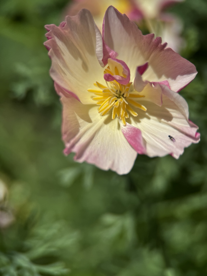 A cream an pink California poppy