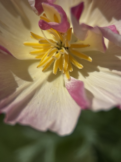 The centre and yellow stamen of a California poppy 