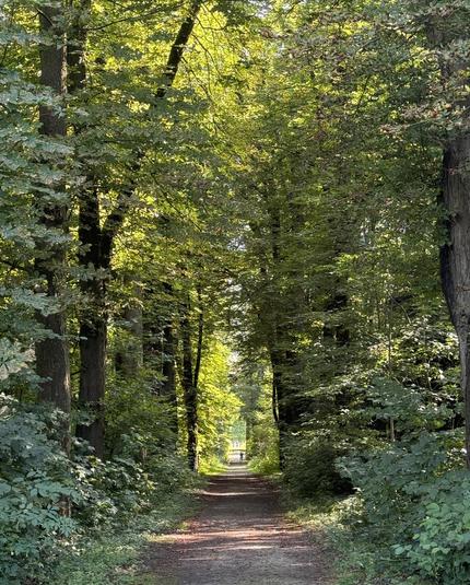 Zu sehen ist ein Waldgehweg, der in eine Lichtung einmündet.
