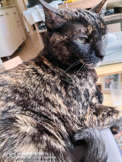 Imagen de mi gata Athena. Es una gatita carey, de colores negro, blanco y naranja distribuidos aleatoriamente. La gatita mira hacia la derecha de la pantalla.