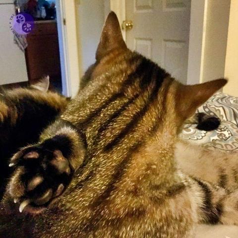 Five prominent dark tabby stripes on the back of a light brown neck with a brown foot is slung casually over a shoulder, against a bedroom background, illustrating Dear Pammy, Do senior cats change personality?