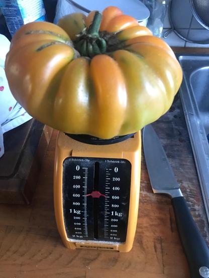 Ene große gelbe Fleischtomate auf einer alten Küchenwaage. Der Zeiger steht bei 580 gramm.