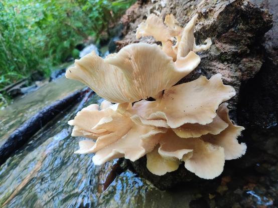 Big old mushroom (looks like some sort of oyster to me) growing on a log over a stream.