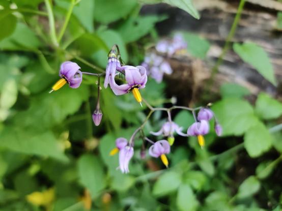 Small hanging purple blossoms, with green behind them.