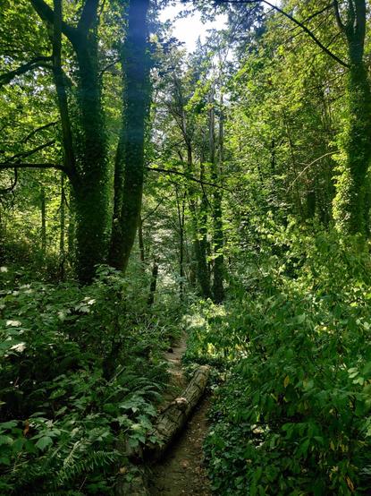 The trail ahead, wreathed in green.