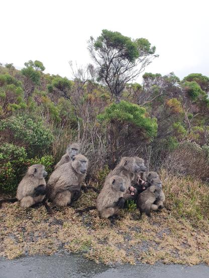 A family of baboons, including two babies and multiple juveniles, sitting in the road edge, almost all looking to the right, out of the images. It looks (and is) overcast and rainy. 