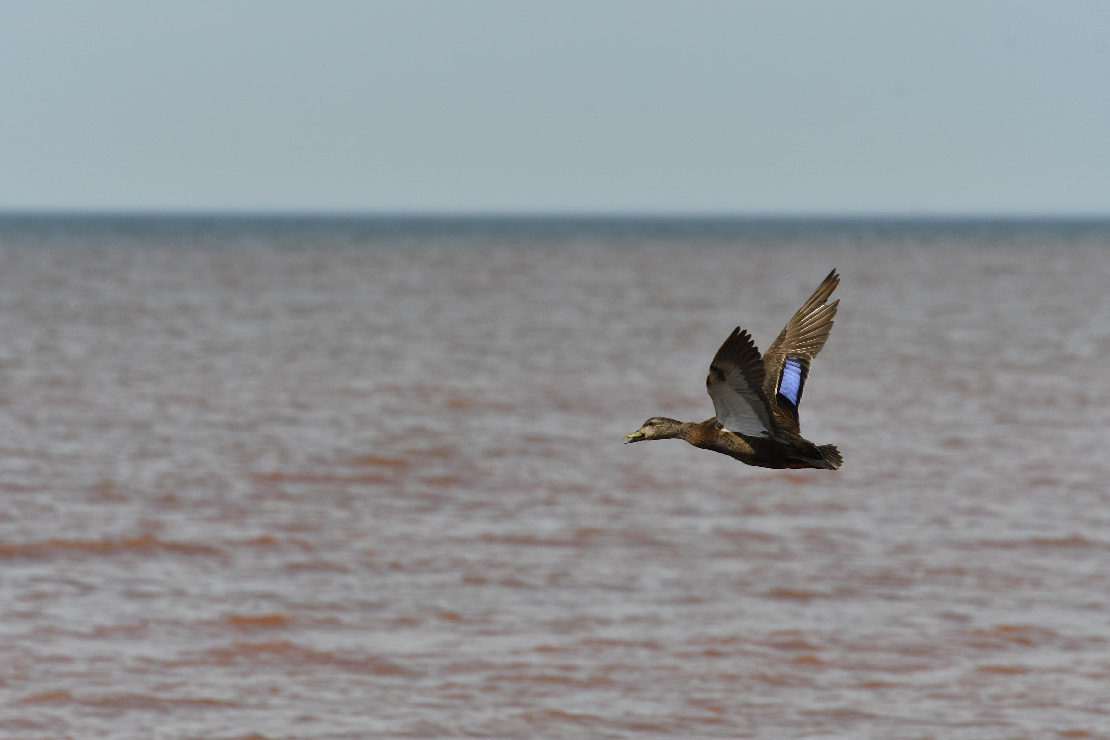 An%20American%20Black%20Duck%2C%20wings%20flapped%20up%20so%20you%20can%20see%20the%20band%20of%20shiny%20blue%20on%20one%20of%20its%20wings%2C%20flying%20over%20a%20mostly%20calm%20body%20of%20water.%20It's%20beak%20is%20slightly%20open%20and%20it%20looks%20almost%20like%20it's%20smiling.%20There%20is%20a%20thin%20band%20of%20entirely%20blue%20s%20y%20above%20the%20horizon.