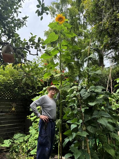 Man in straw hat holding a 20 foot high sunflower