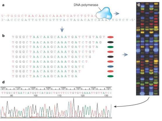 Human genome contains 2.85 billion nucleotides; human nucleotide sequence is nearly identical (99.9%) between any two individuals https://www.nature.com/scitable/topicpage/dna-sequencing-technologies-key-to-the-human-828/ 
#science #biology #humangenomeproject