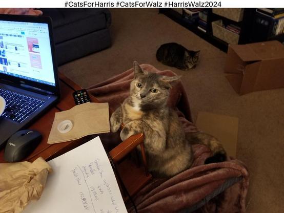 A fluffy brown tabby cat with bright whiskers is sitting on top of an open laptop, looking directly at the camera. The cat has a curious expression on its face and appears to be cozy and content in this tech-savvy setting. The laptop has a sleek design with a mouse next to it, adding to the modern feel of the image. The background features a shipping box, adding a touch of everyday life to the scene.