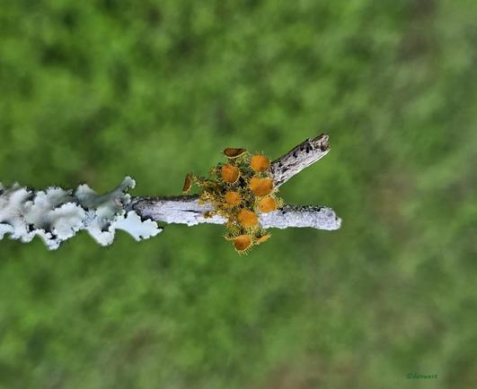 Twig with wavy edged lichen plates, and a group of goldeneye with spiked discs. Twig forks, but is broken shortly. Out of focus grass and weeds in the background.