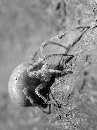 Spider, black and white, photo