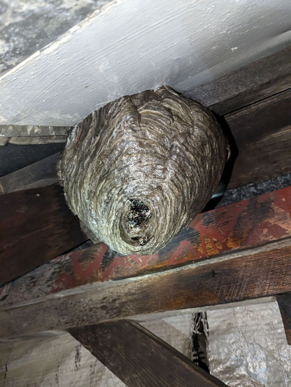 A bald faced hornet nest.  It has been sprayed with RAID wasp killer, so the nest is wet and shiny looking.  The entrance is crowded with dead hornets.