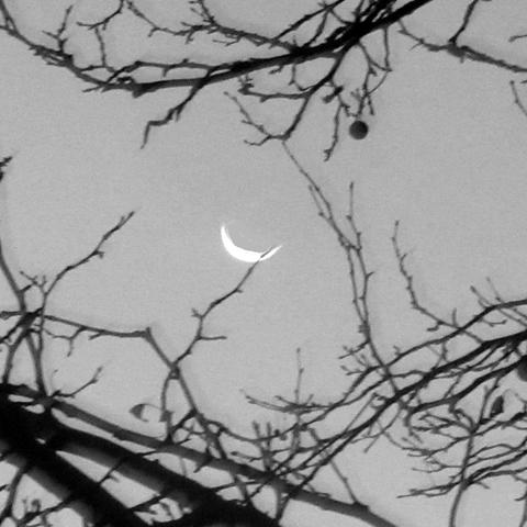 Photo of a new moon through the branches of a leafless tree
One branch cuts across the moon