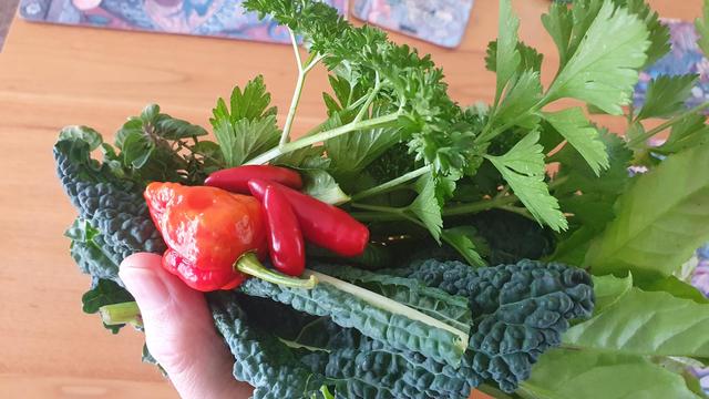 Chillies, kale, parsley, oregano, marjoram, longevity spinach, celery leaf 