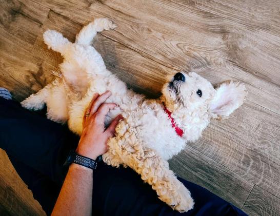 A blonde, curly-haired goldendoodle puppy lying on its back in a wooden floor, legs akimbo, with one floppy ear flipped up, looking curiously at something out of frame