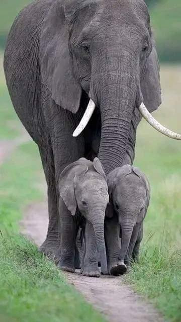Two baby elephants walk in front of an adult.