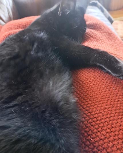 black cat on a red blanketed lap, hugging a leg with one arm