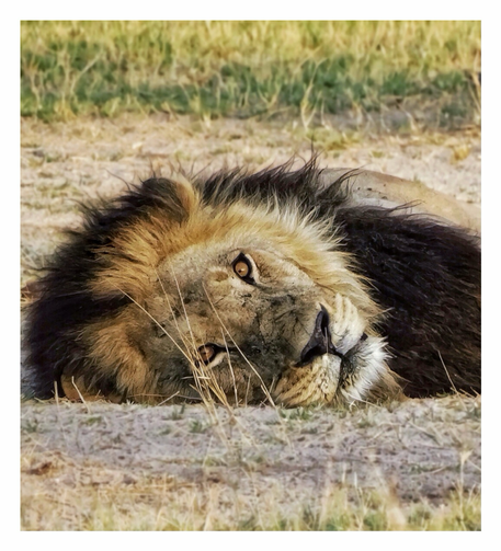 This is an art edited colour photograph of a very big lion laying on his side not far from my tent making eye contact with me. The lion is very relaxed and looks like a big kitty. As photographed on the amazing Okavango Delta, Botswana 