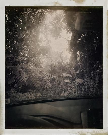 Trees and weeds through the windshield of a car. Dashboard is at bottom of vertical rectangular frame. A hole in the vegetation at the top lets sunlight into the scene. A vintage black and white filter has been applied.