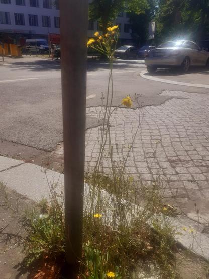 Wildkräuter schießen durch die Asphaltdecke