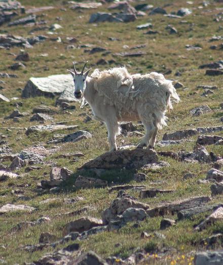 a shaggy mountain goat stands in a rocky field, looking at the camera