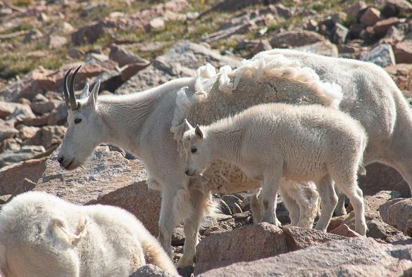 a mountain goat mother and kid stand on a rocky hillside, looking pensive