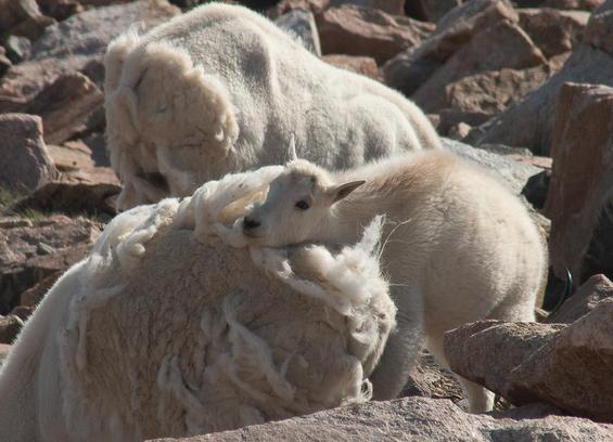 a mountain goat kid rests its chin on the back of its mother, whose fur is shedding in big clumps.