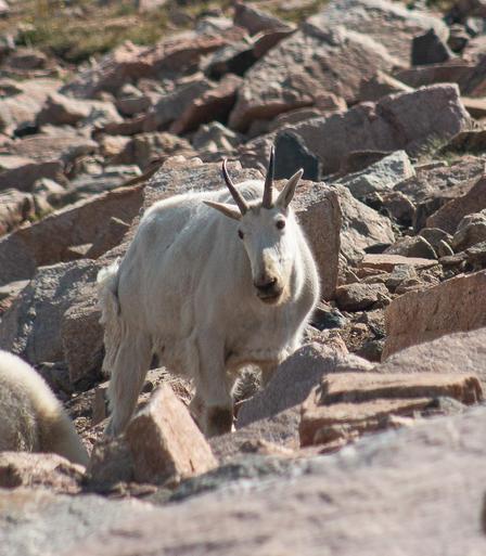 a mountain goat with long white fur stands on a rocky hillside, looking quizzically at the camera