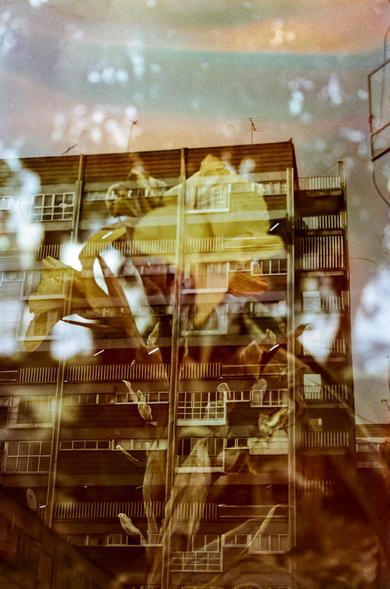 Double exposure of a building and a yellow flower