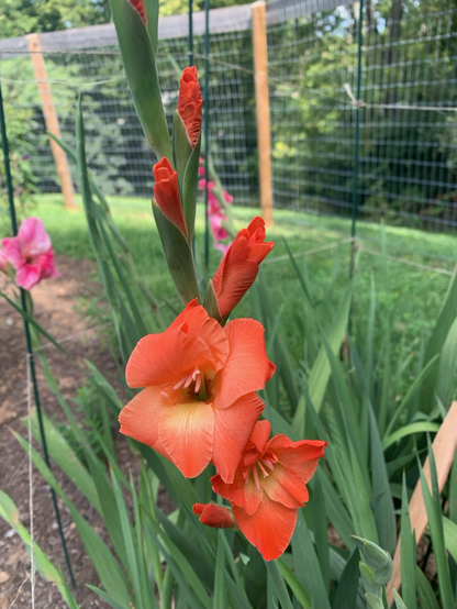 Orangish blooms on a gladiolus stalk in a bed of other gladiolus with two other stalks blooming with pinkish flowers and out of focus wire fence across green lawn in background