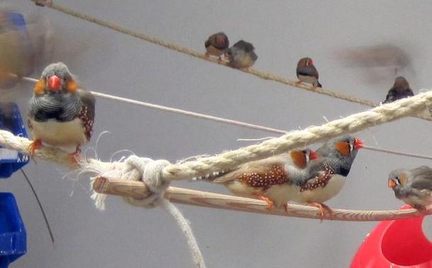 A group of zebra finches in the lab. Cute little fluffy birds with red beaks and colourful cheek patches. Cute eh? Wait till you listen to them...