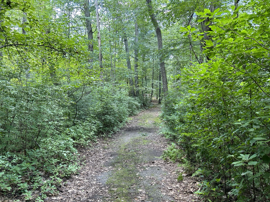 Path through the woods 