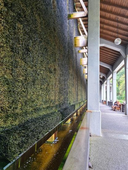 Im Gradierhaus im Kurgarten in Bad Reichenhall. Die Wand besteht aus liegenden Zweigen, über die Salzwasser heruntertropft und verdunstet. Die salzig-feuchte Luft ist gut für die Atemwege.