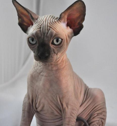 probably a Sphynx cat